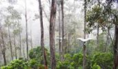 Hollybank Treetops Adventure