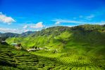Cameron Highlands, Malaysia