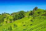 Munnar, India