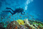 Dive India