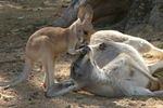 Currumbin Wildlife Sanctuary