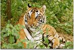 Pakhui Wildlife Sanctuary