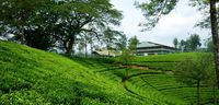 Nuwara Elia And Tea Country