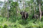 Tholpetty Wayanad Sanctuary