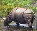 Jaldapara Wildlife Sanctuary
