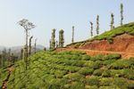 Wayanad, India