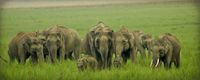 Corbett, India