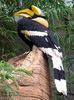 Dandeli Wildlife Sanctuary