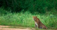 Bandipur National Park, India