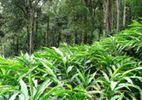 Spice Tours At Wayanad